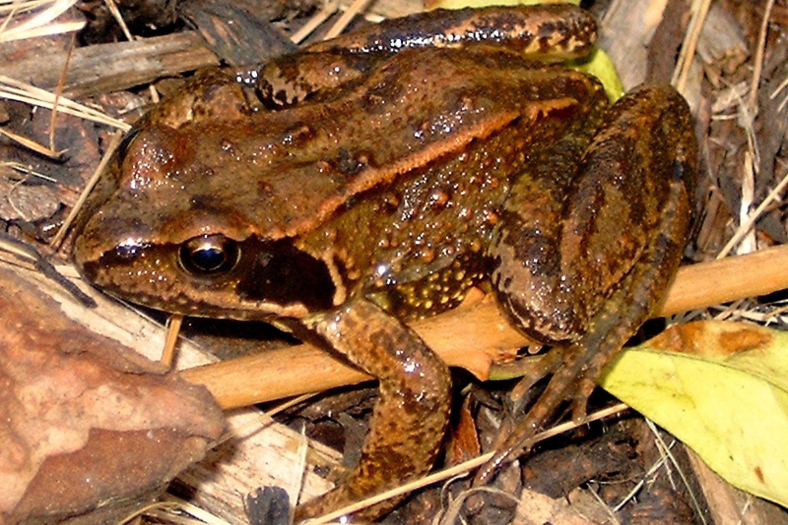 Thumbnail 3 Rana temporaria