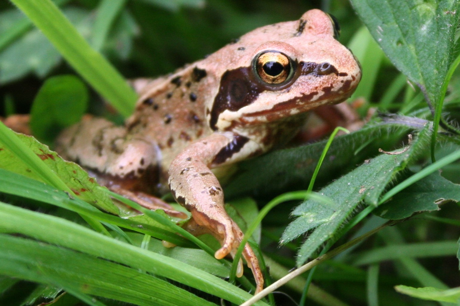 Thumbnail 4 Rana temporaria