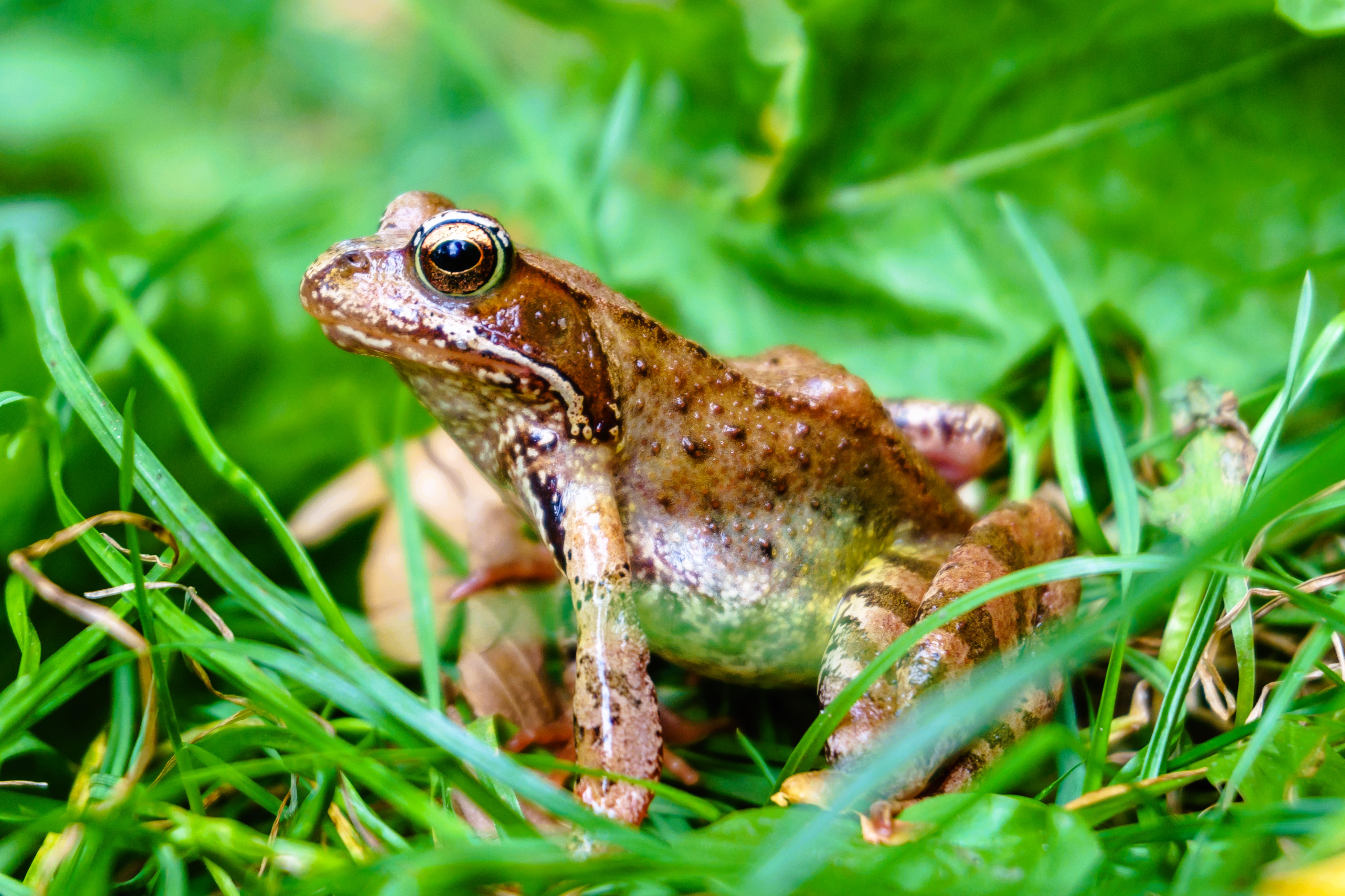 Thumbnail 8 Rana temporaria