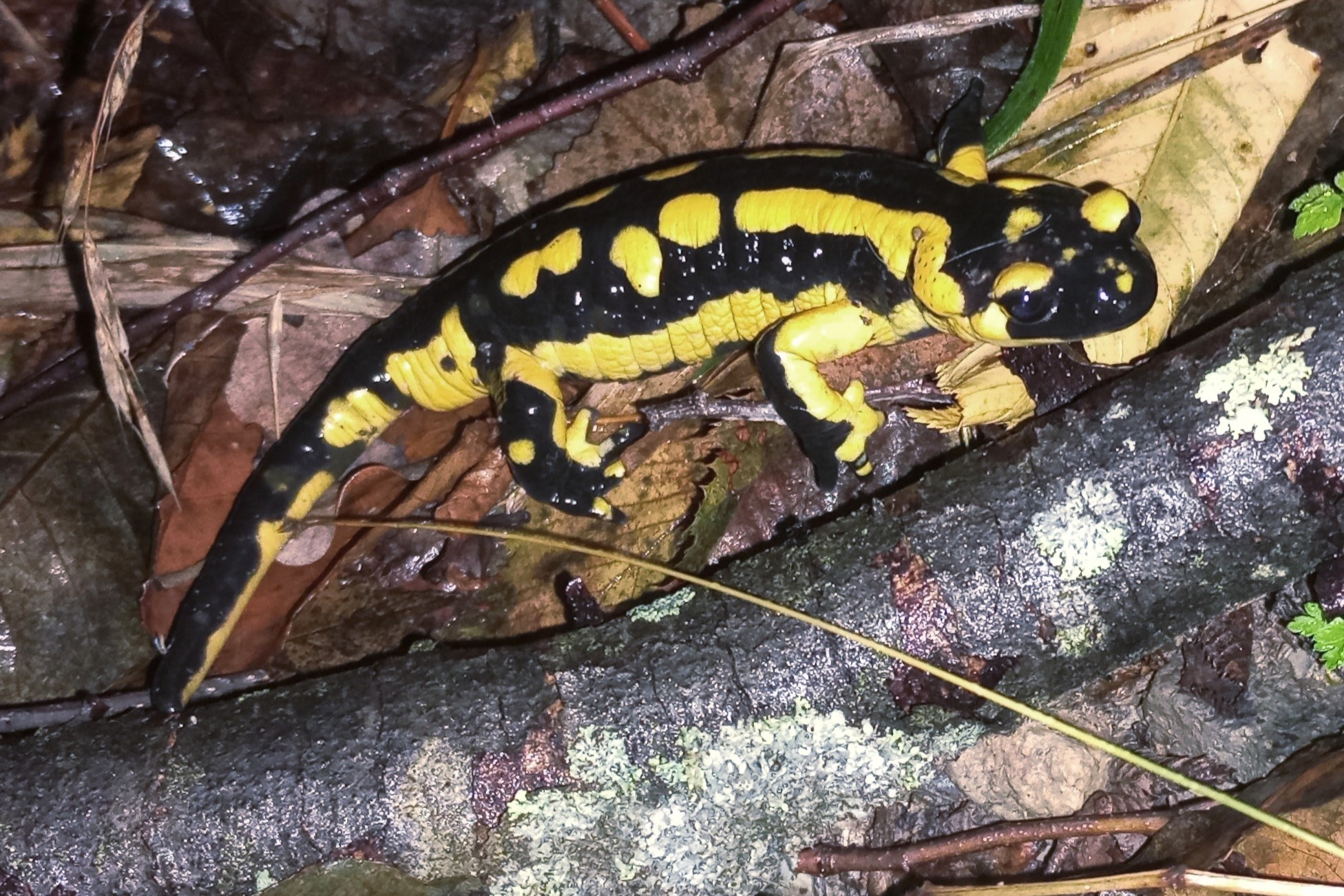 Thumbnail 2 Salamandra salamandra