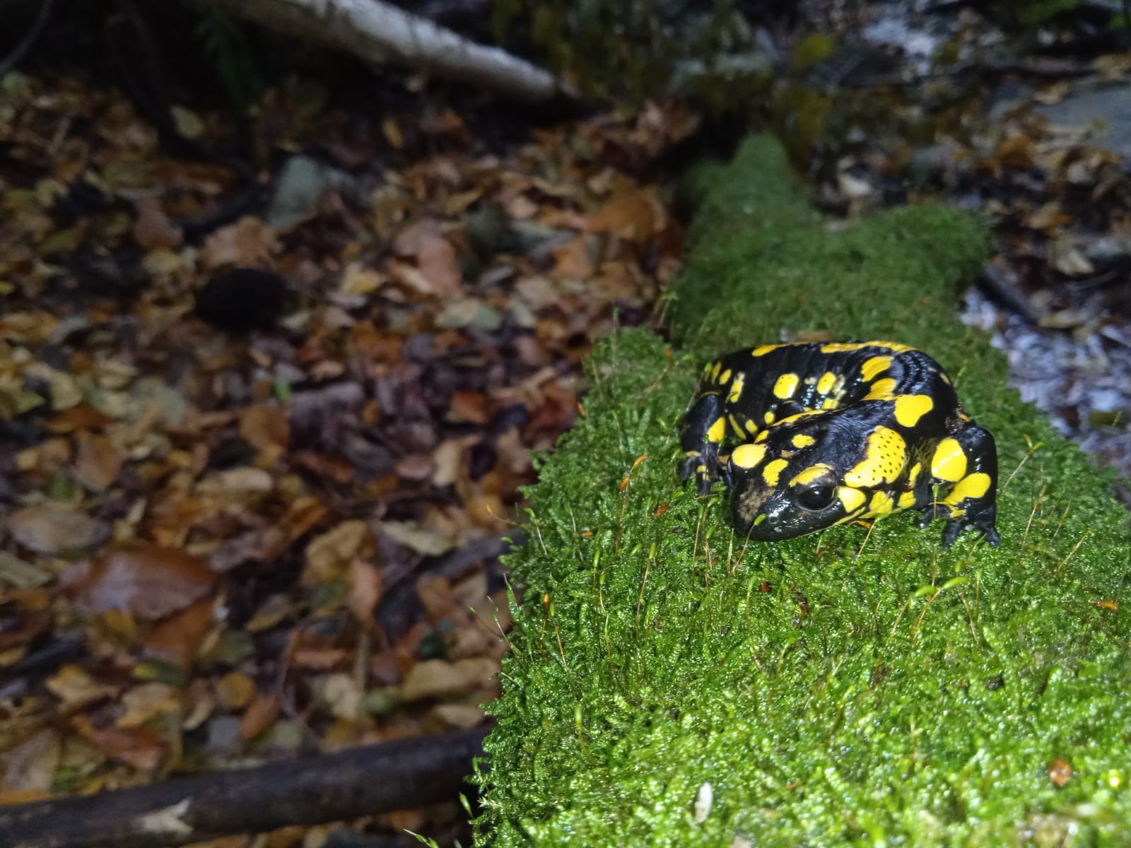 Thumbnail 6 Salamandra salamandra