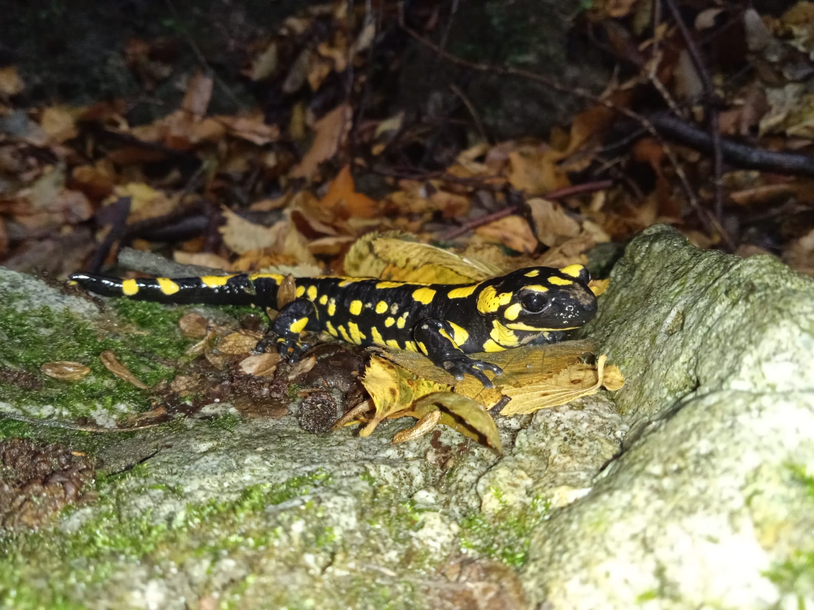 Thumbnail 7 Salamandra salamandra