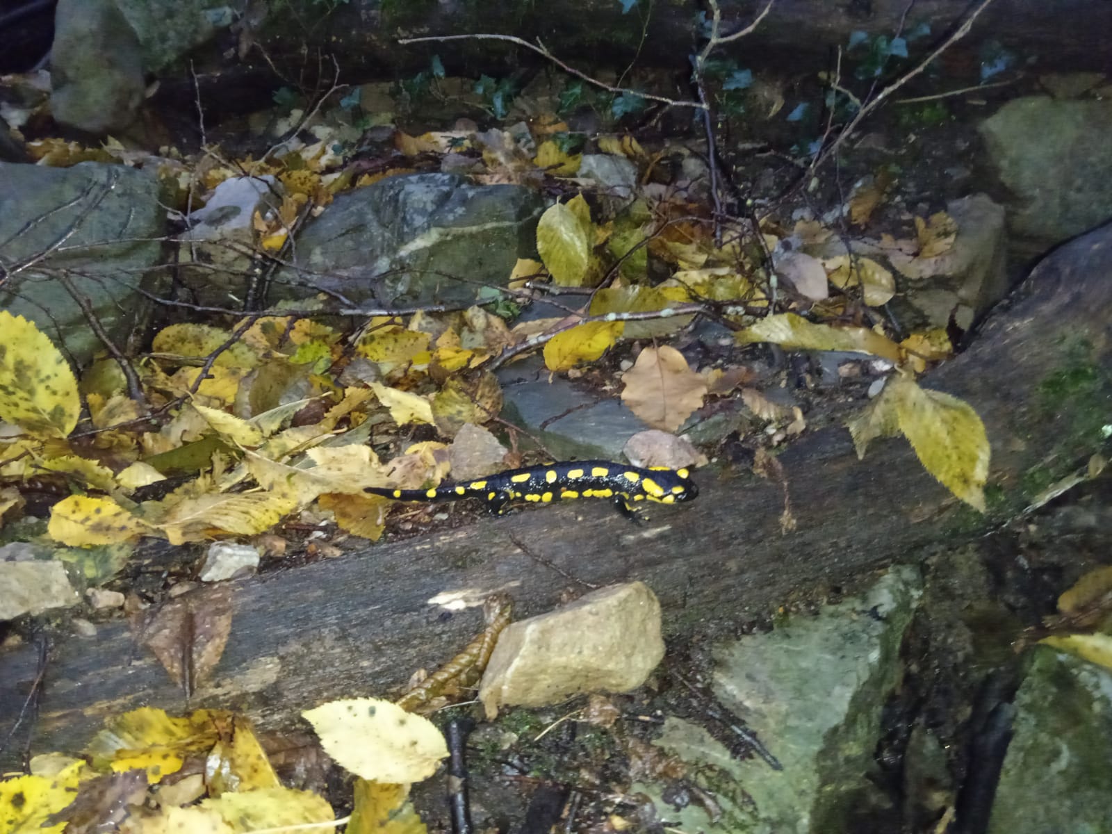 Thumbnail 8 Salamandra salamandra