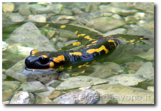 Thumbnail 10 Salamandra salamandra