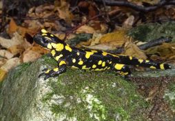 Salamandra salamandra