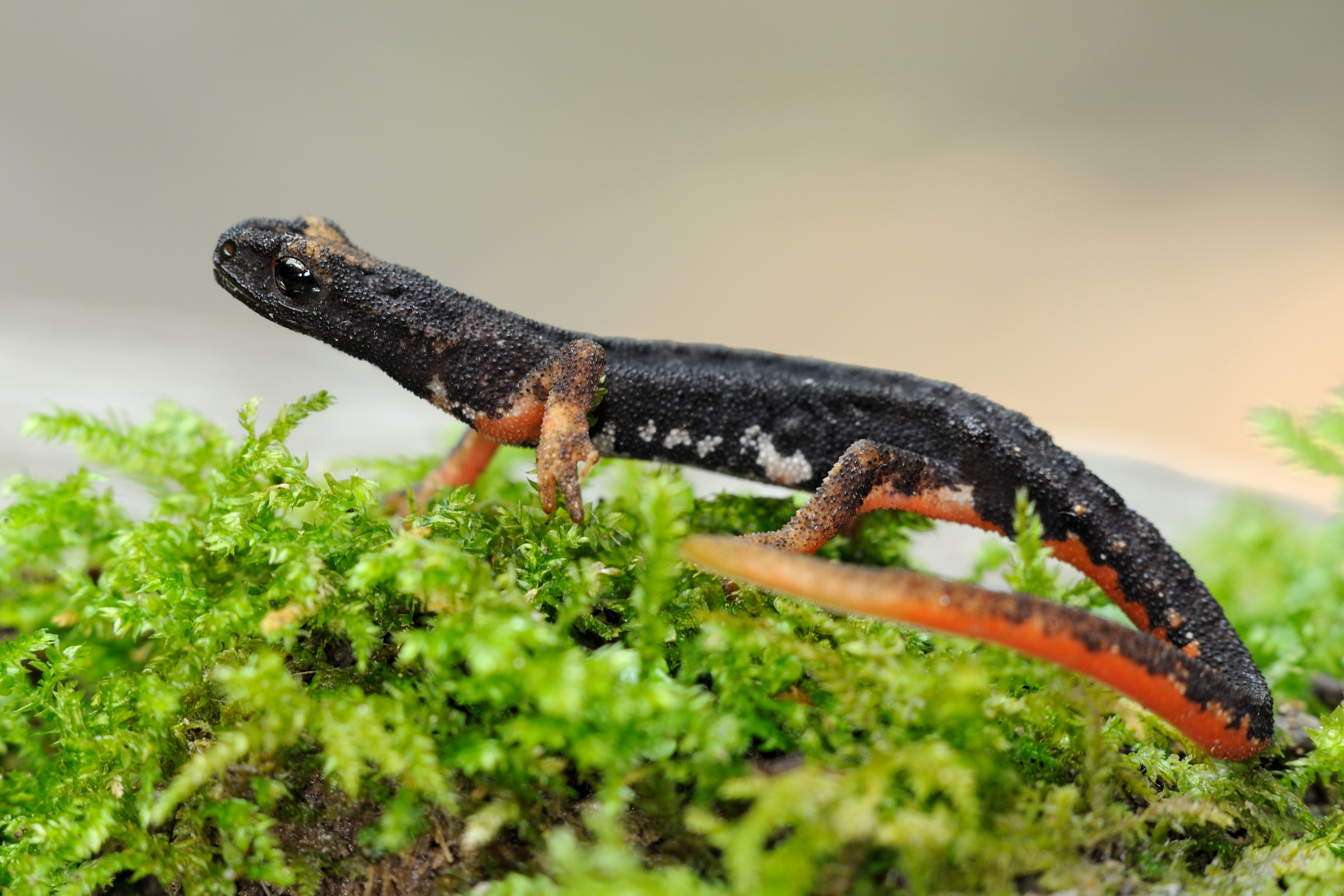 Thumbnail 2 Salamandrina perspicillata