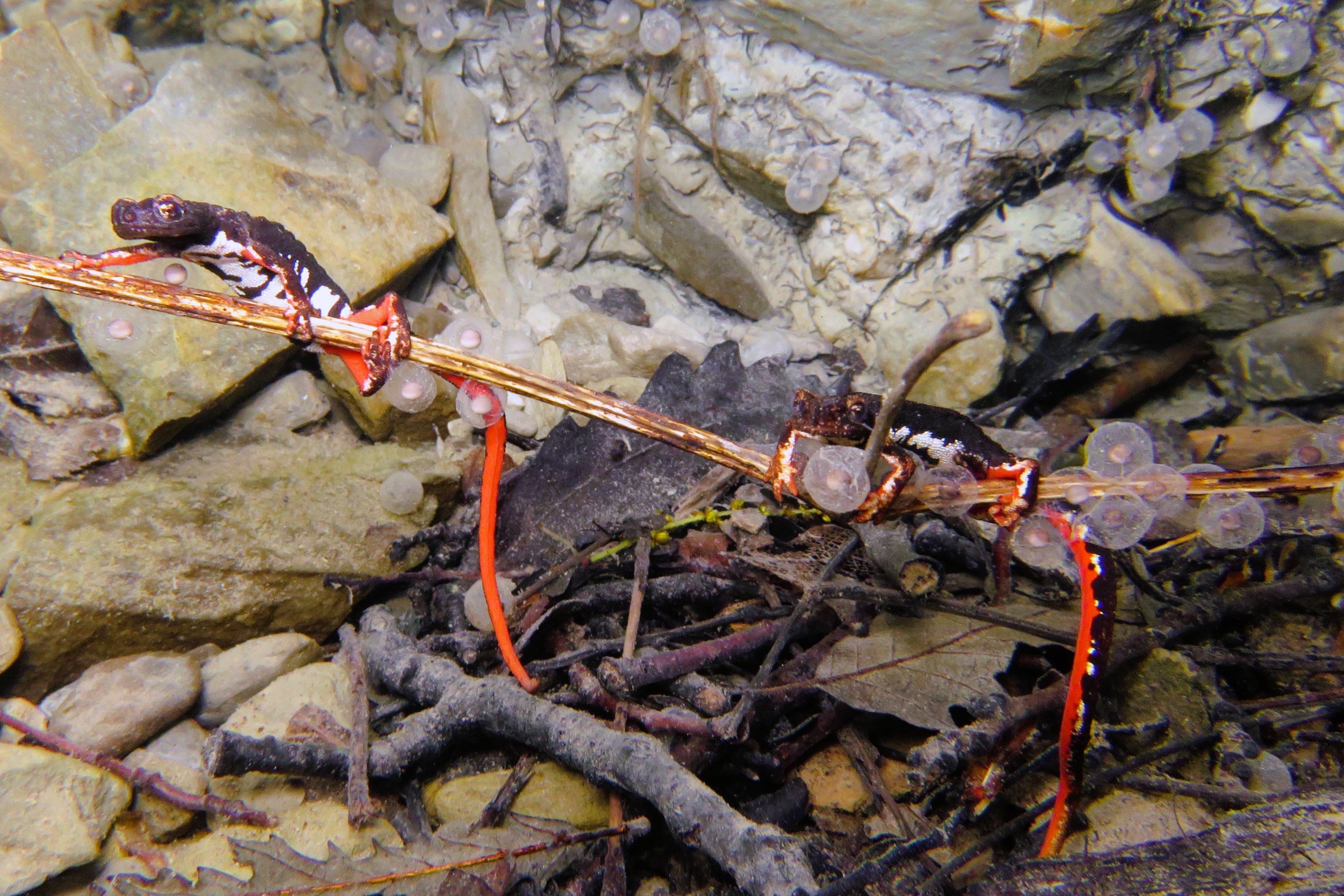 Thumbnail 9 Salamandrina perspicillata