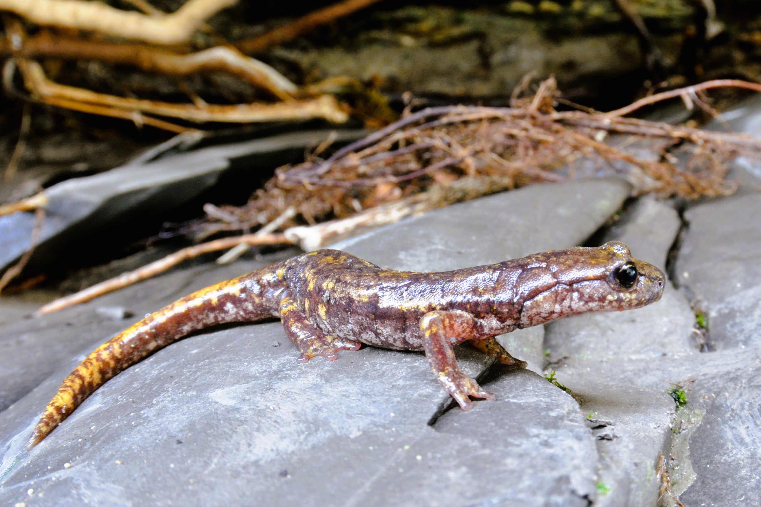 Speleomantes strinatii