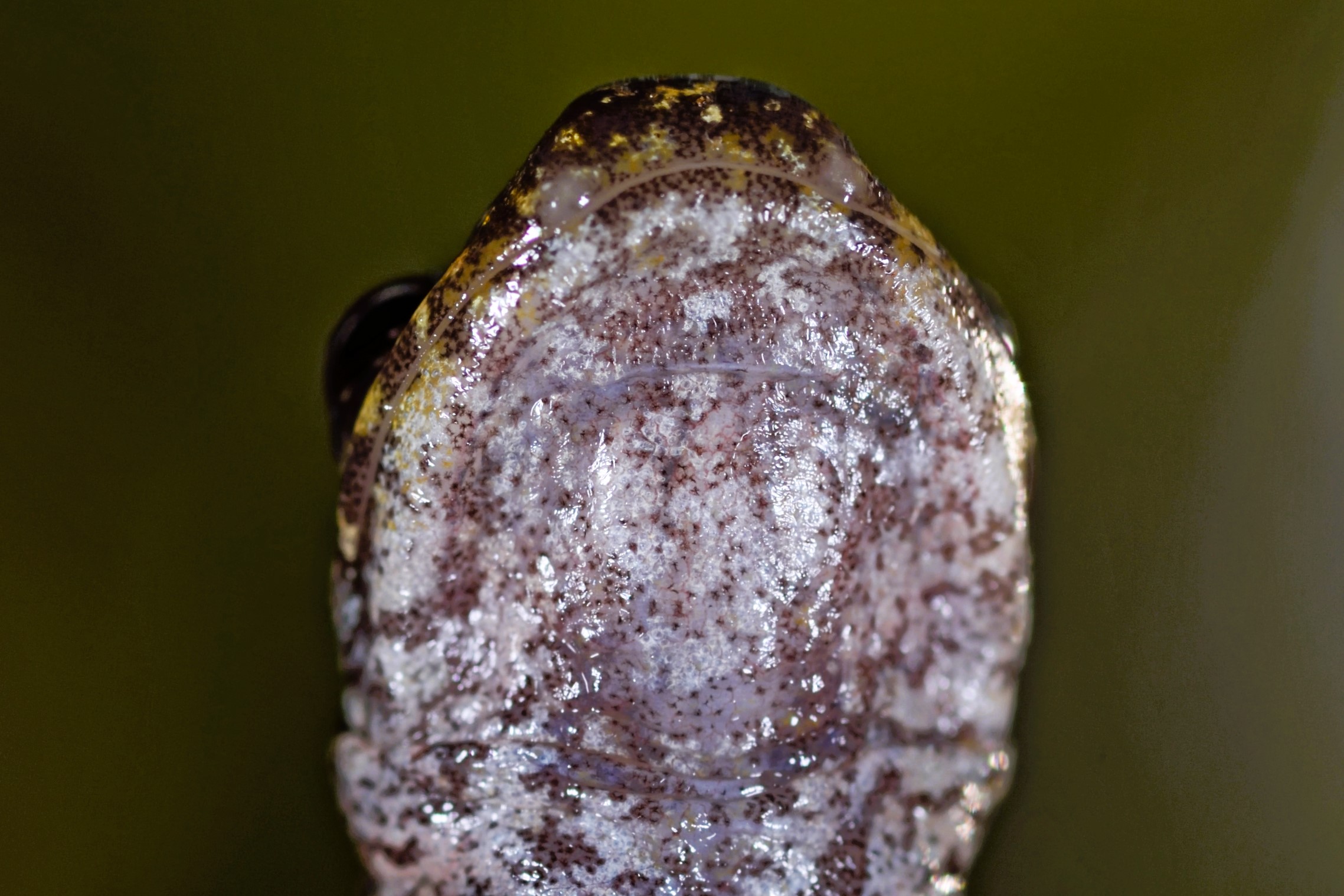 Thumbnail 3 Speleomantes strinatii