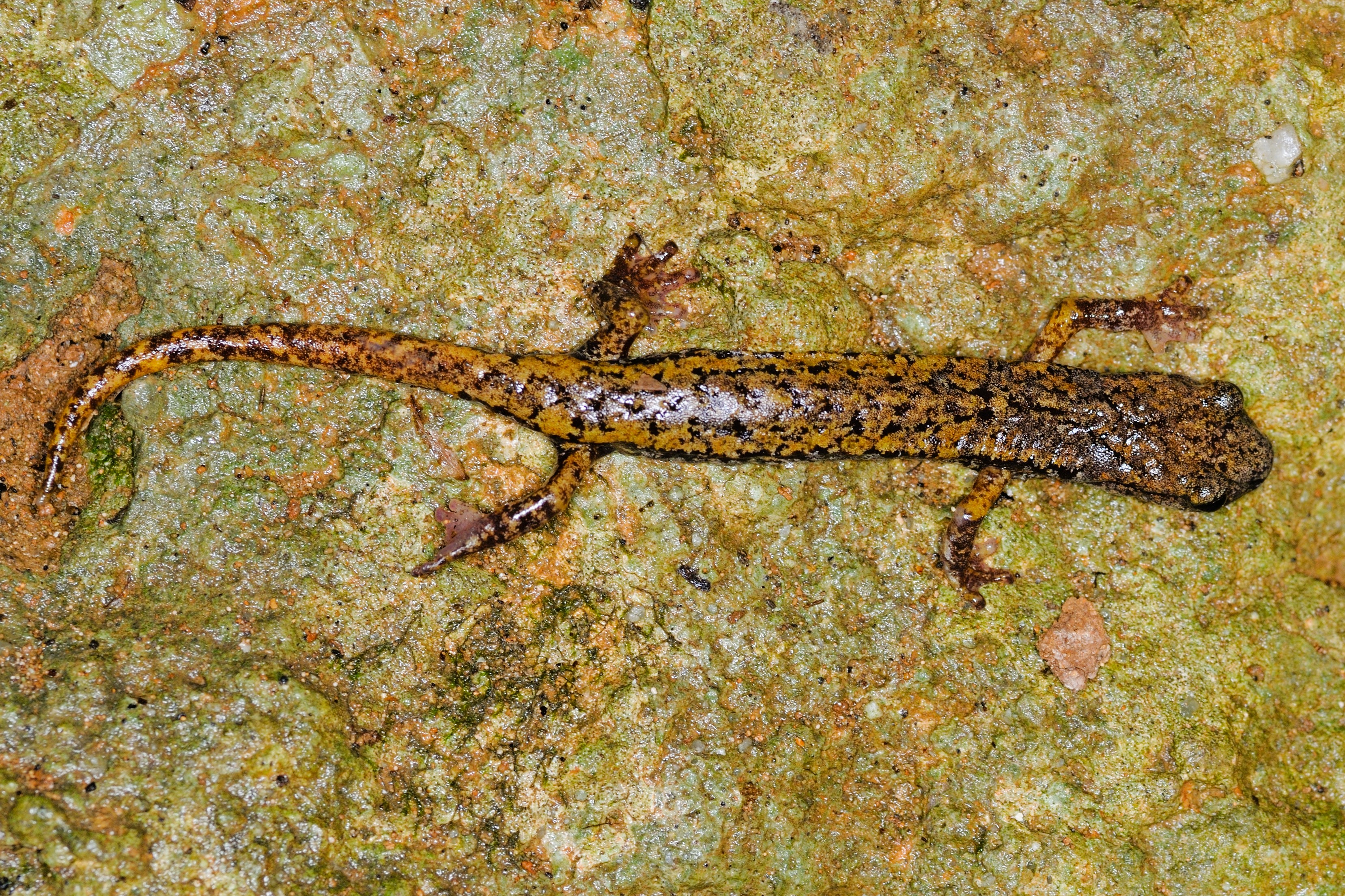 Thumbnail 4 Speleomantes strinatii