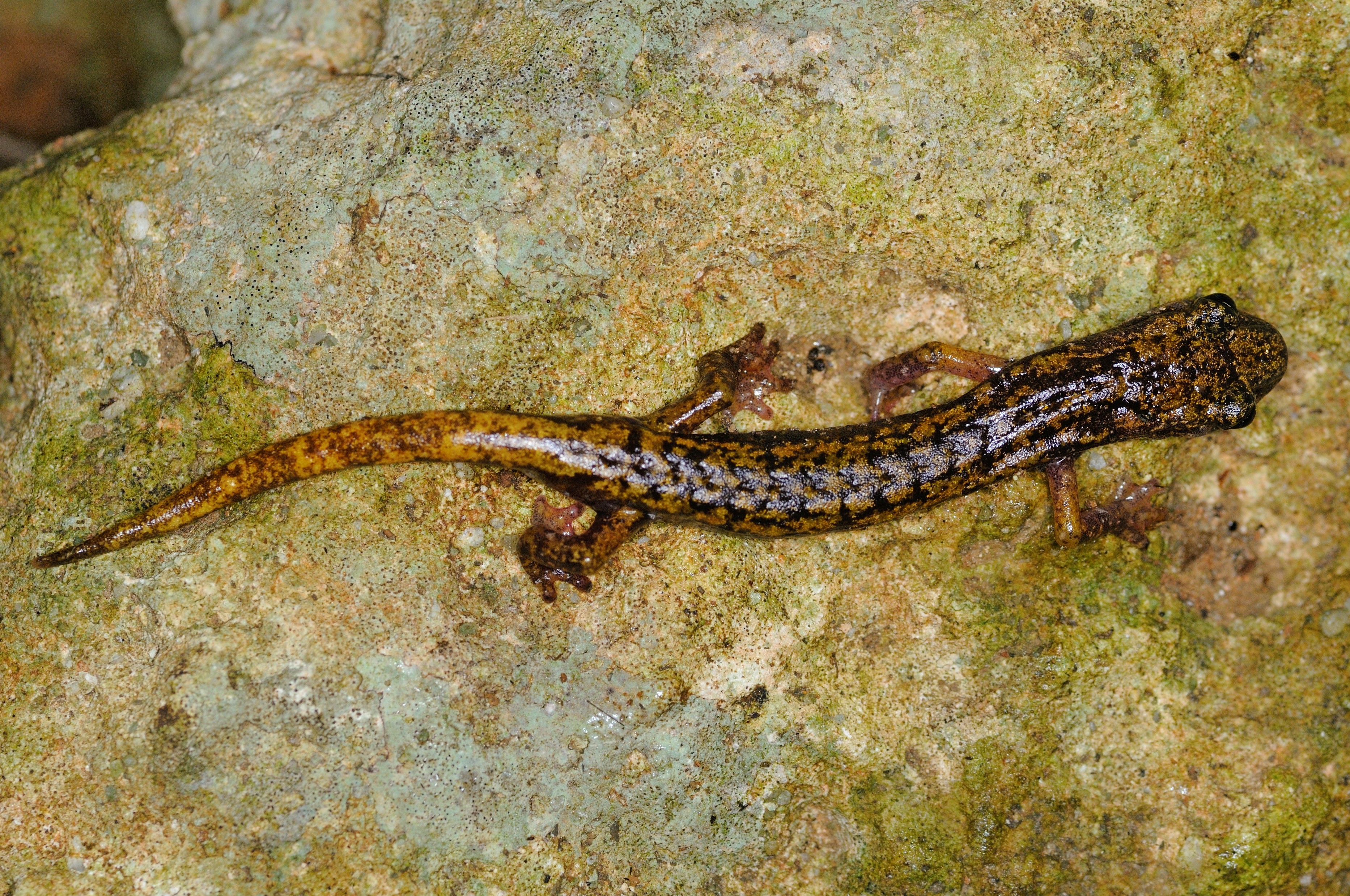 Thumbnail 6 Speleomantes strinatii