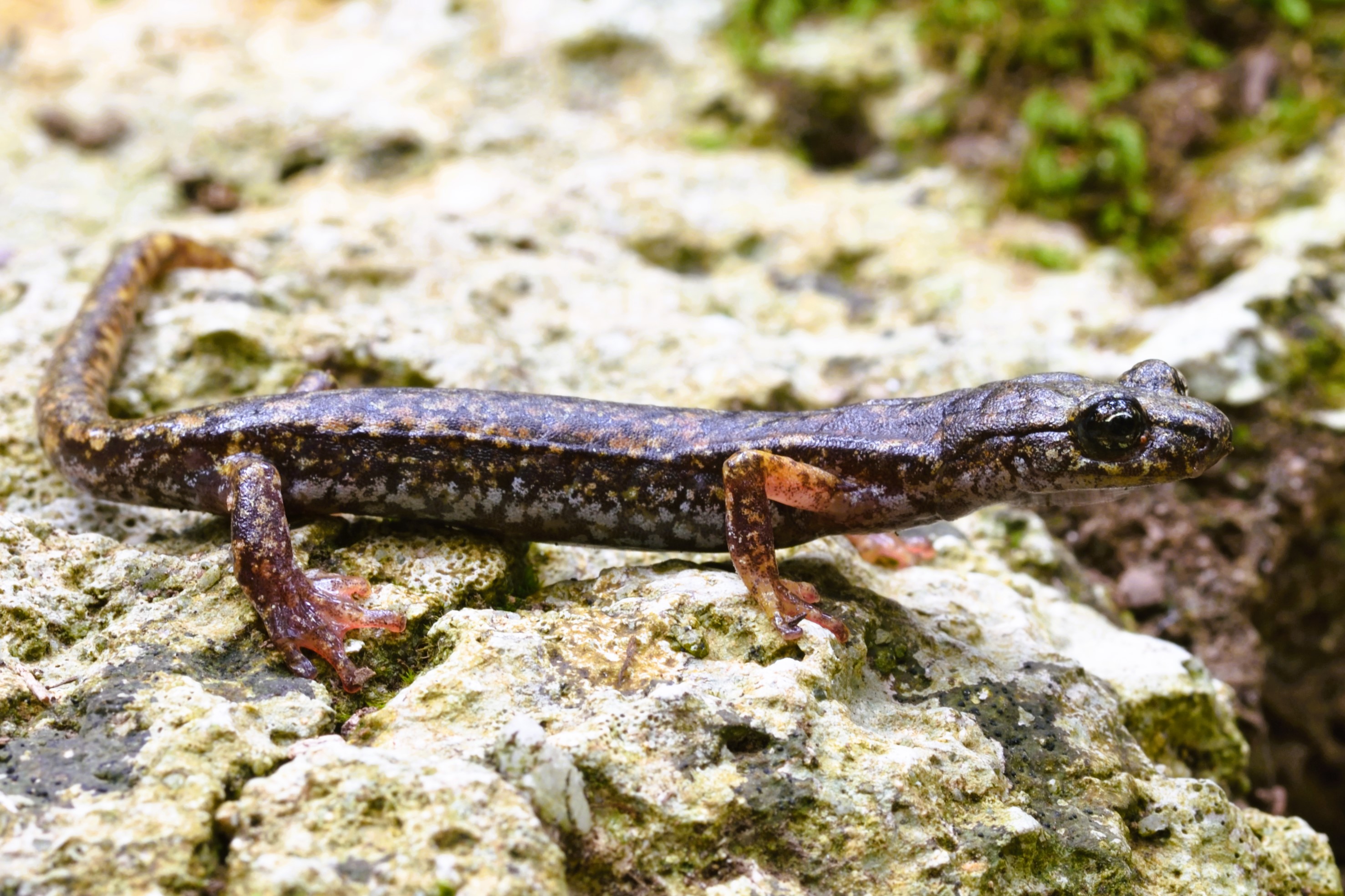 Thumbnail 7 Speleomantes strinatii