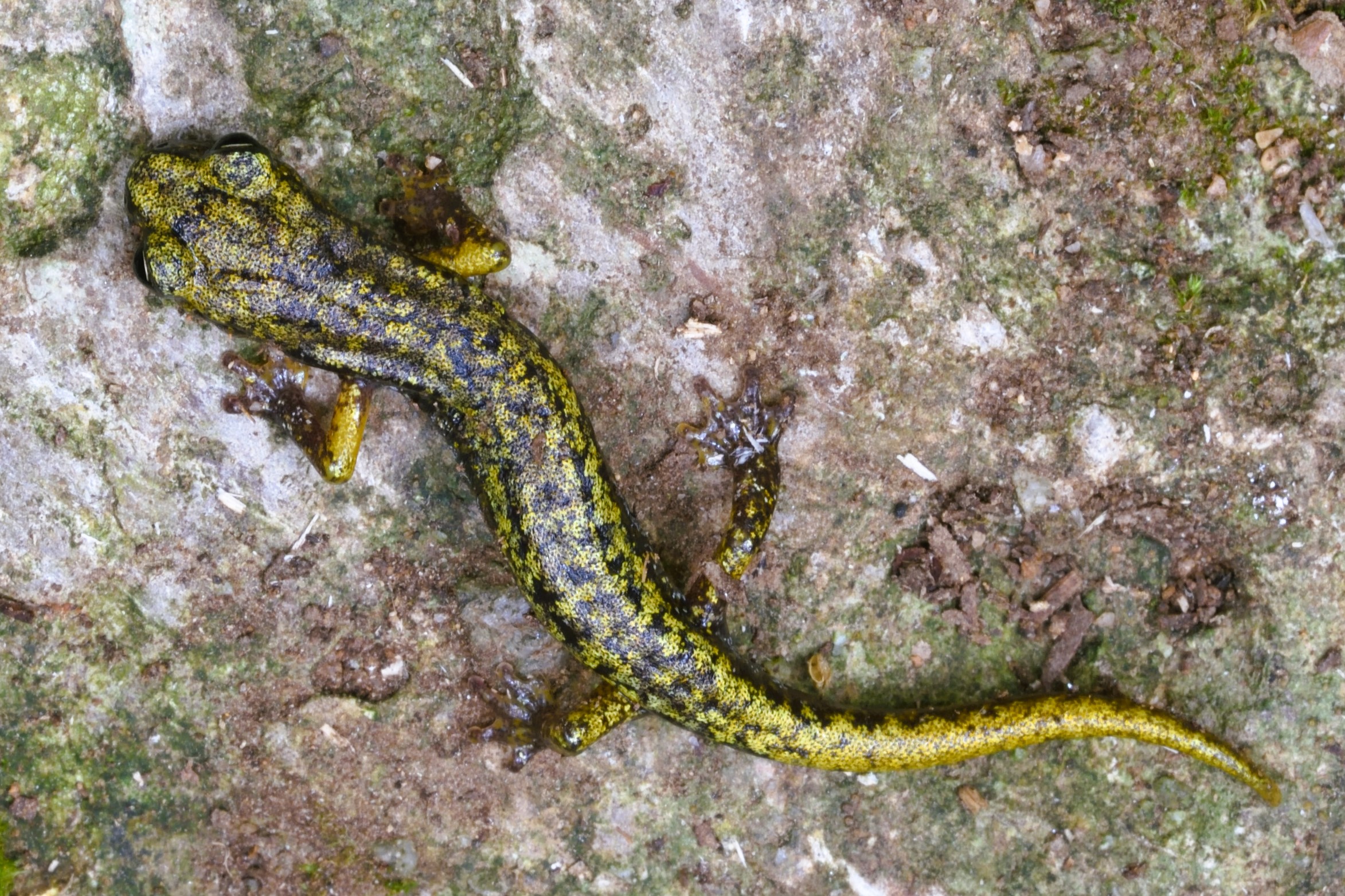 Thumbnail 8 Speleomantes strinatii