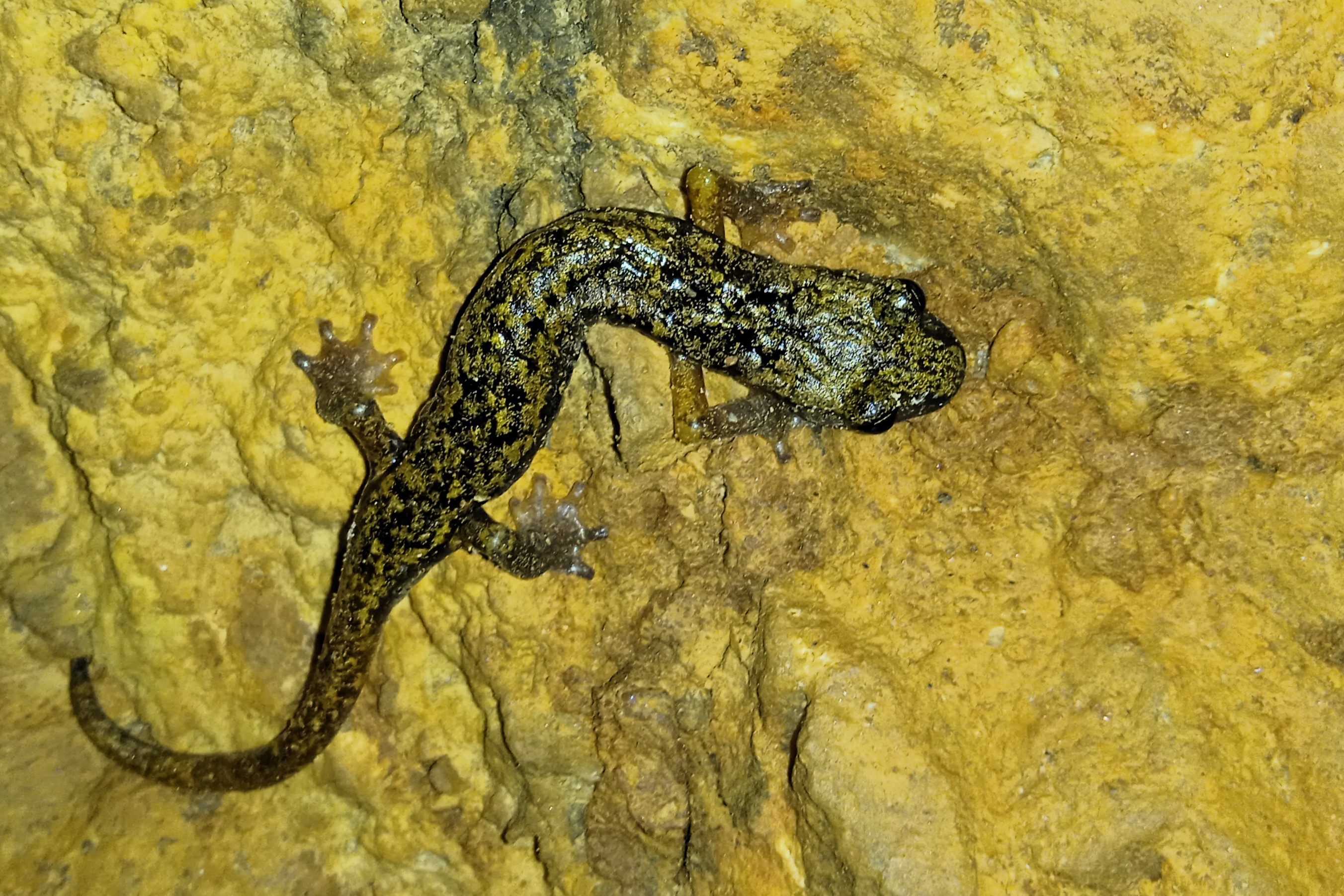 Thumbnail 9 Speleomantes strinatii