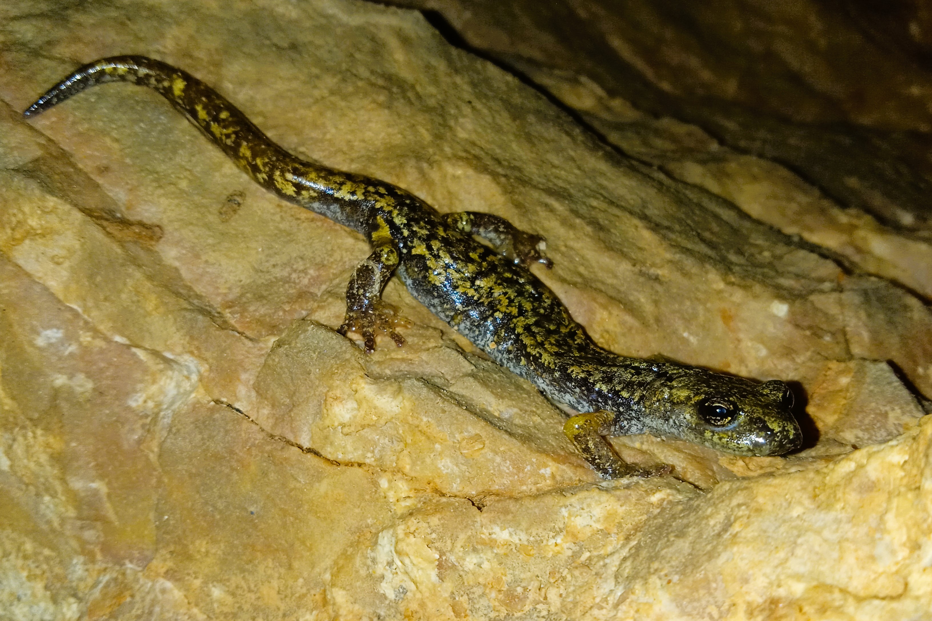 Thumbnail 10 Speleomantes strinatii