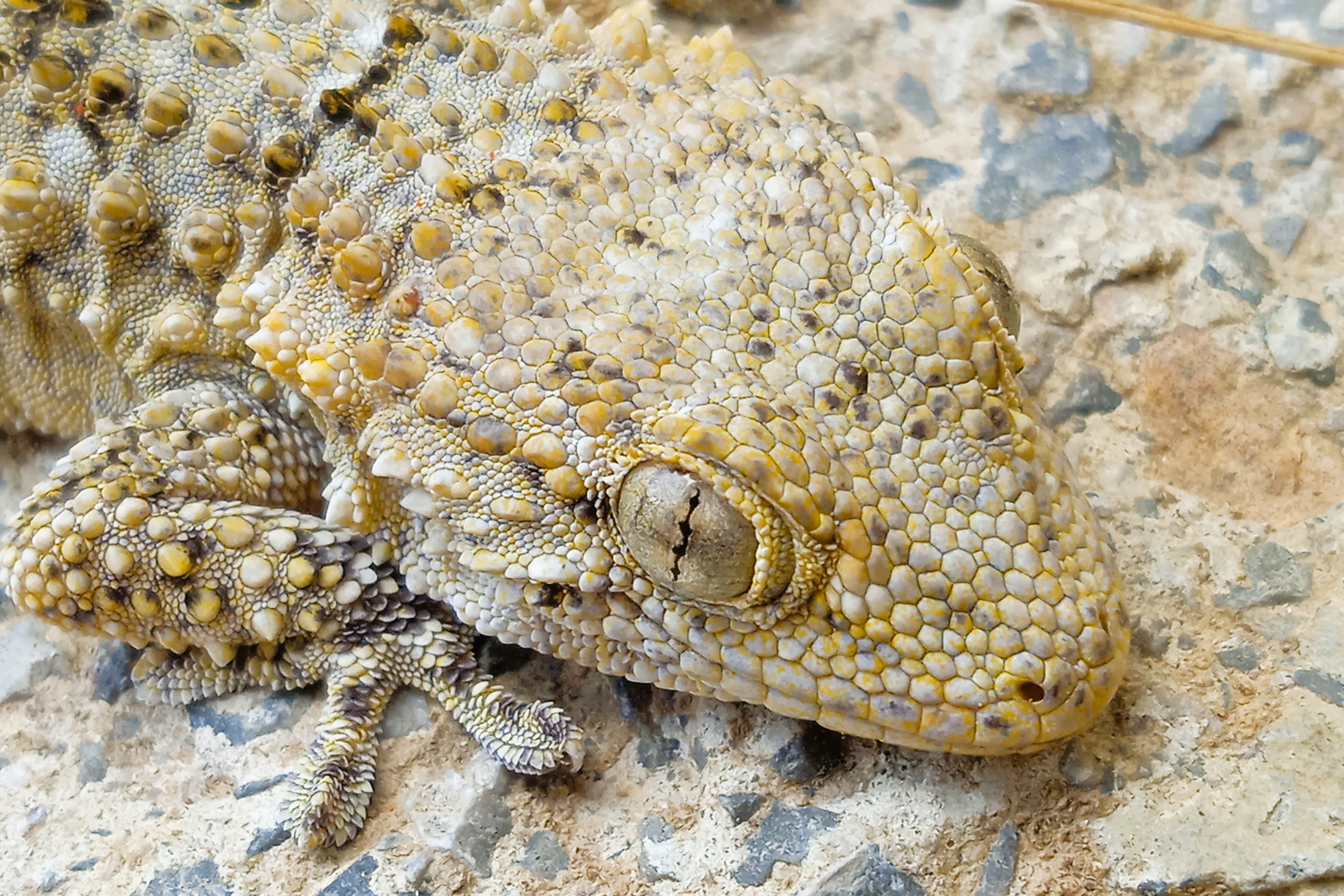 Thumbnail 2 Tarentola mauritanica