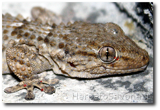 Thumbnail 6 Tarentola mauritanica