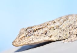 Tarentola mauritanica