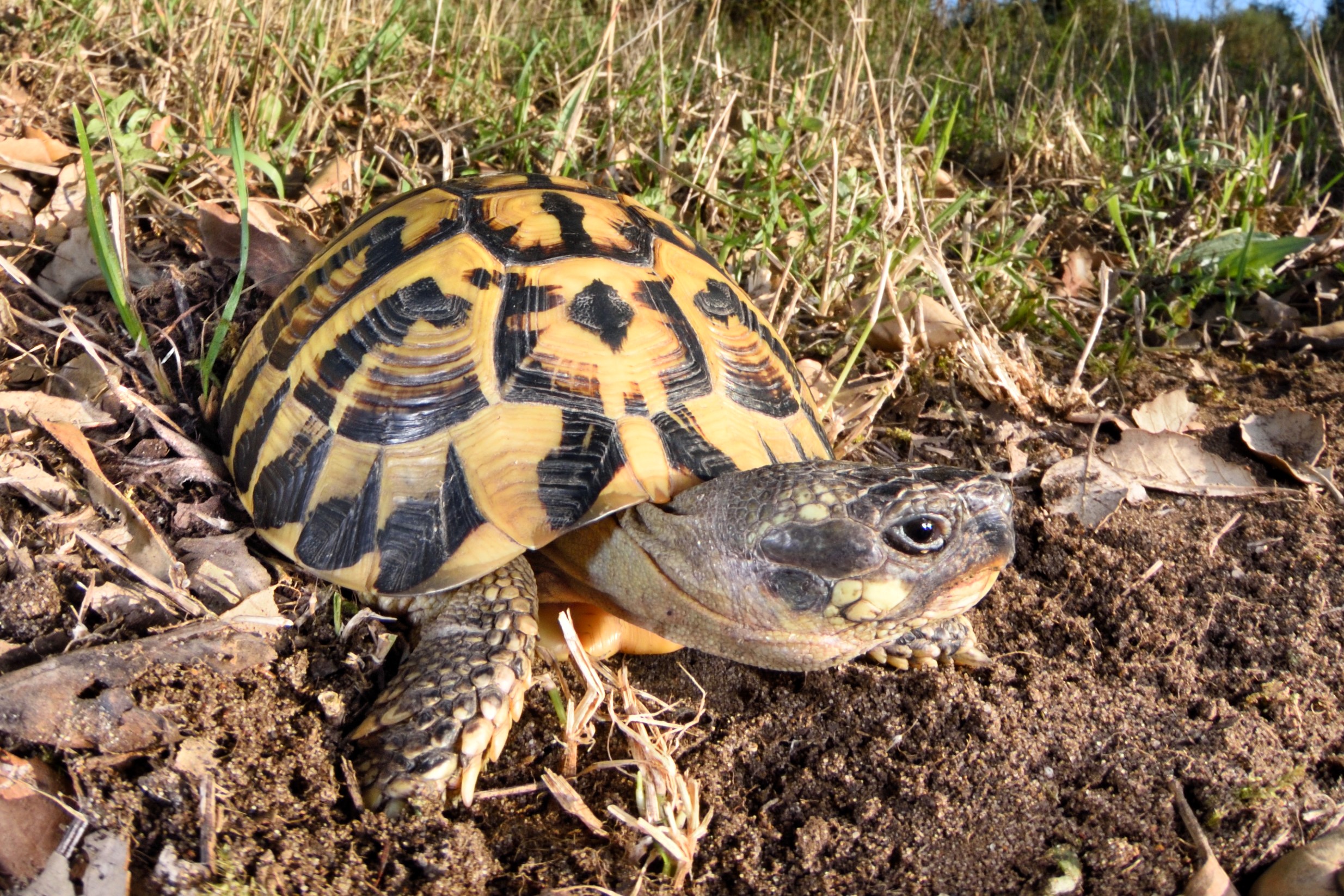 Thumbnail 2 Testudo hermanni