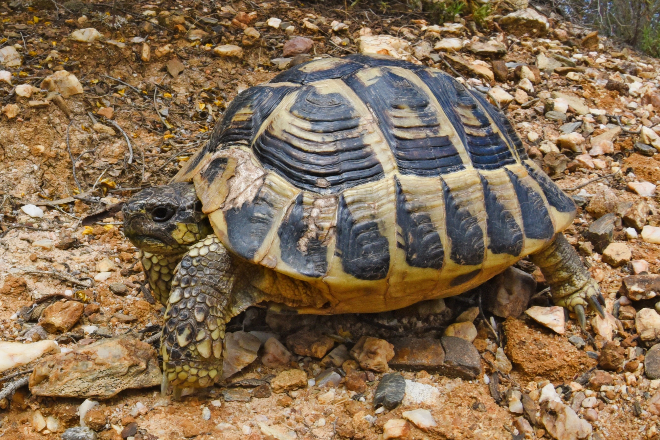 Thumbnail 7 Testudo hermanni