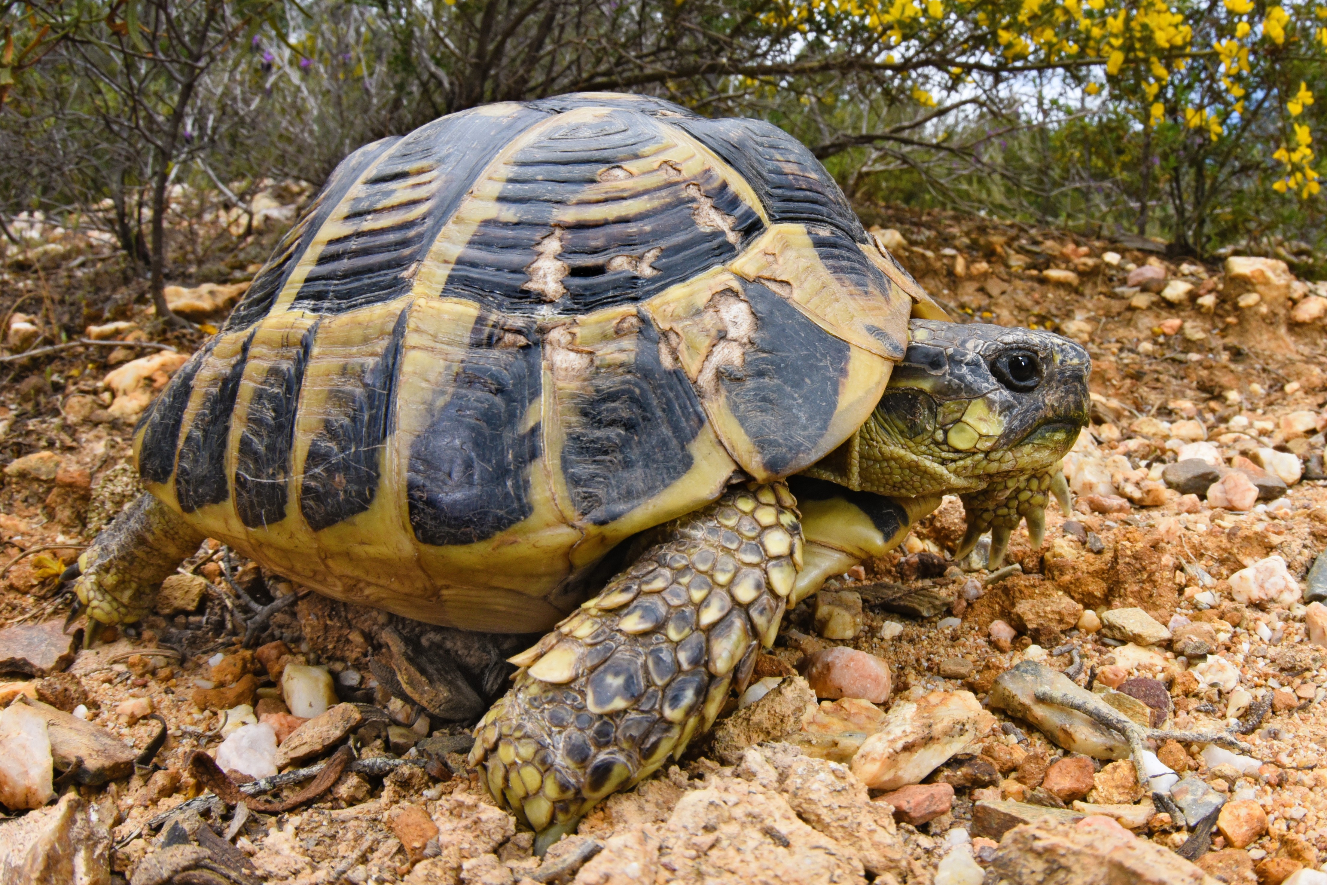 Thumbnail 8 Testudo hermanni