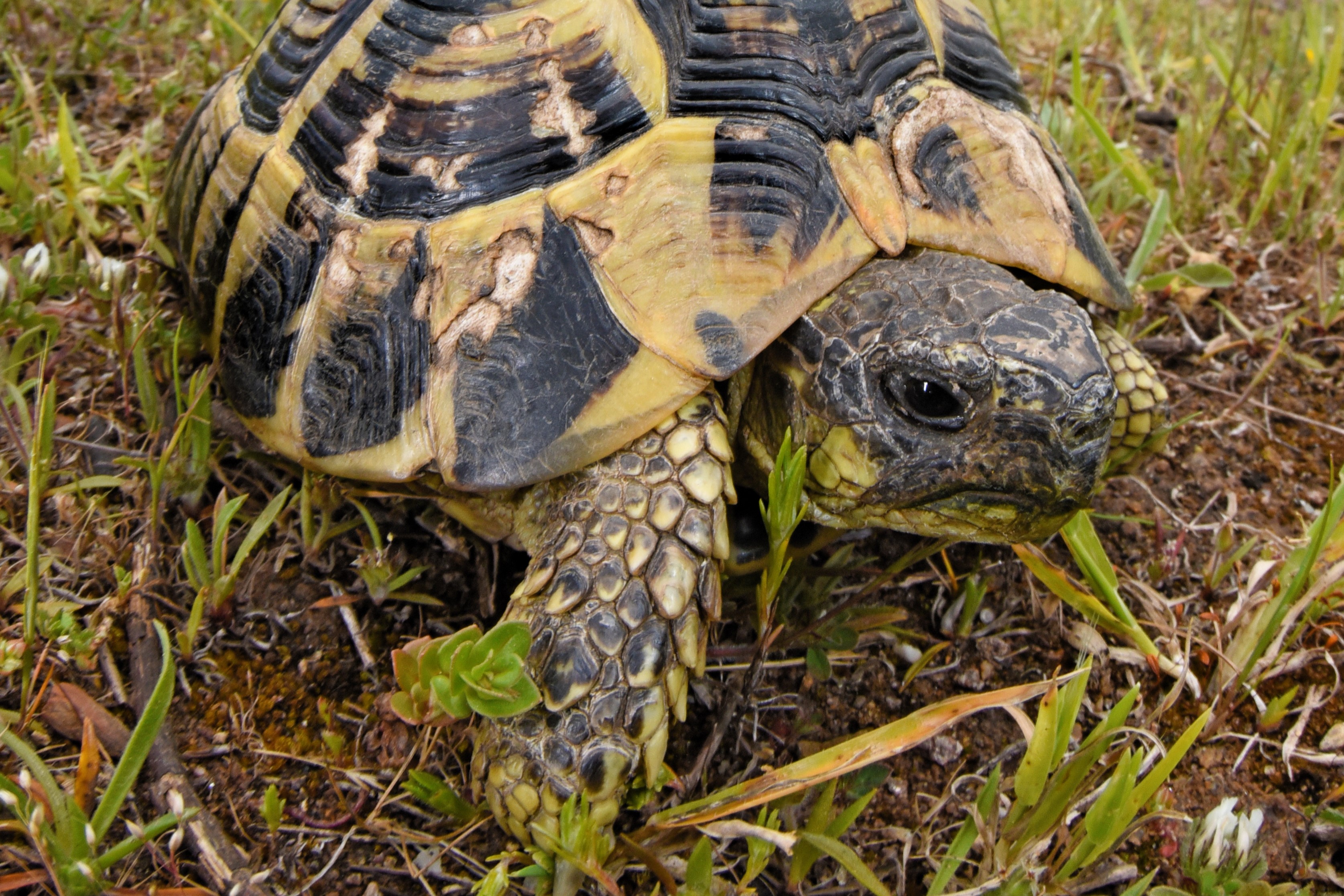 Thumbnail 9 Testudo hermanni