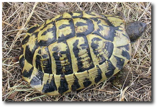 Thumbnail 11 Testudo hermanni