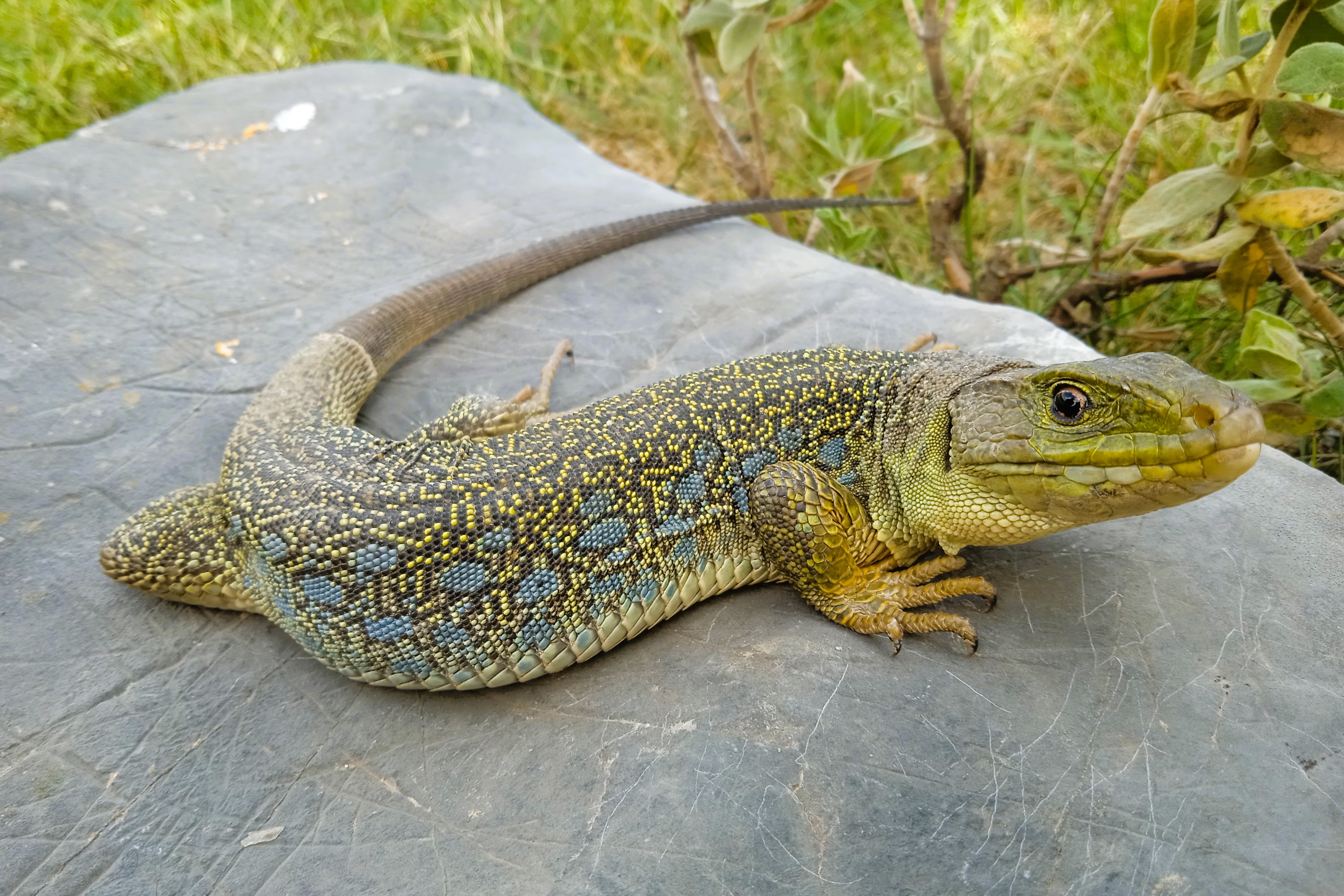 Thumbnail 2 Timon lepidus