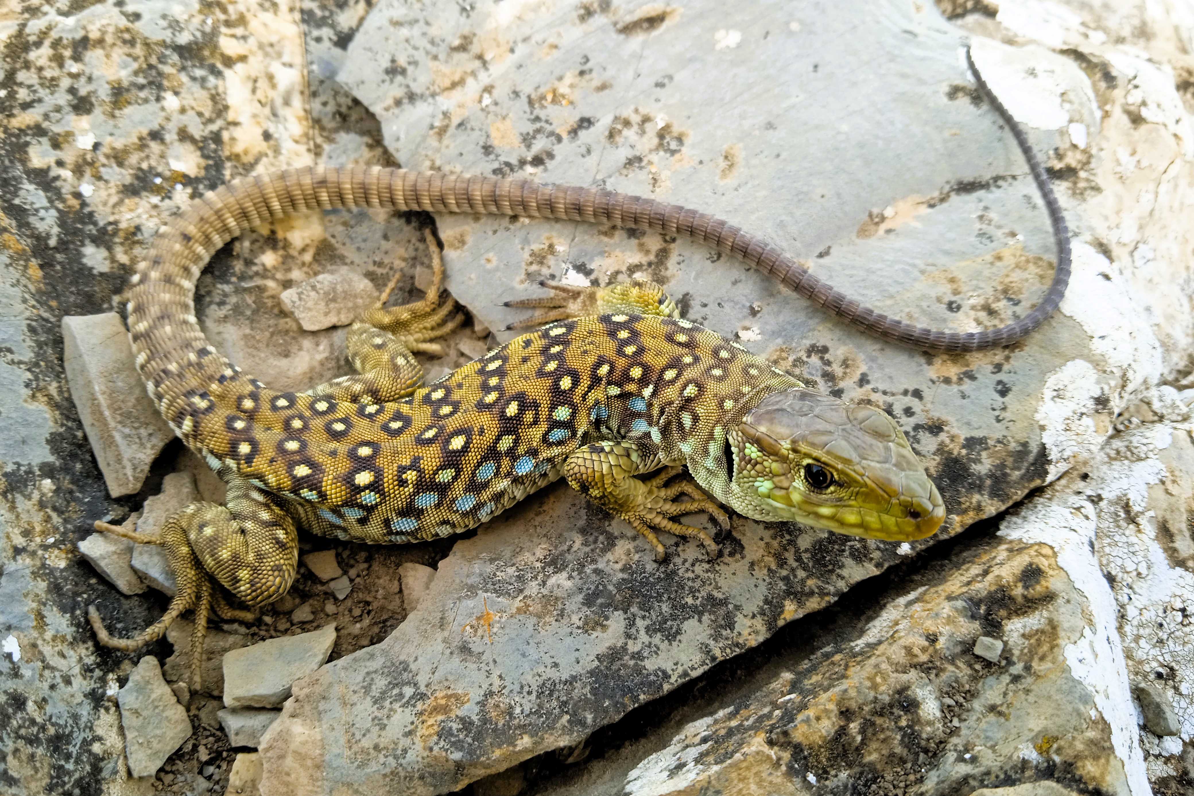 Thumbnail 3 Timon lepidus