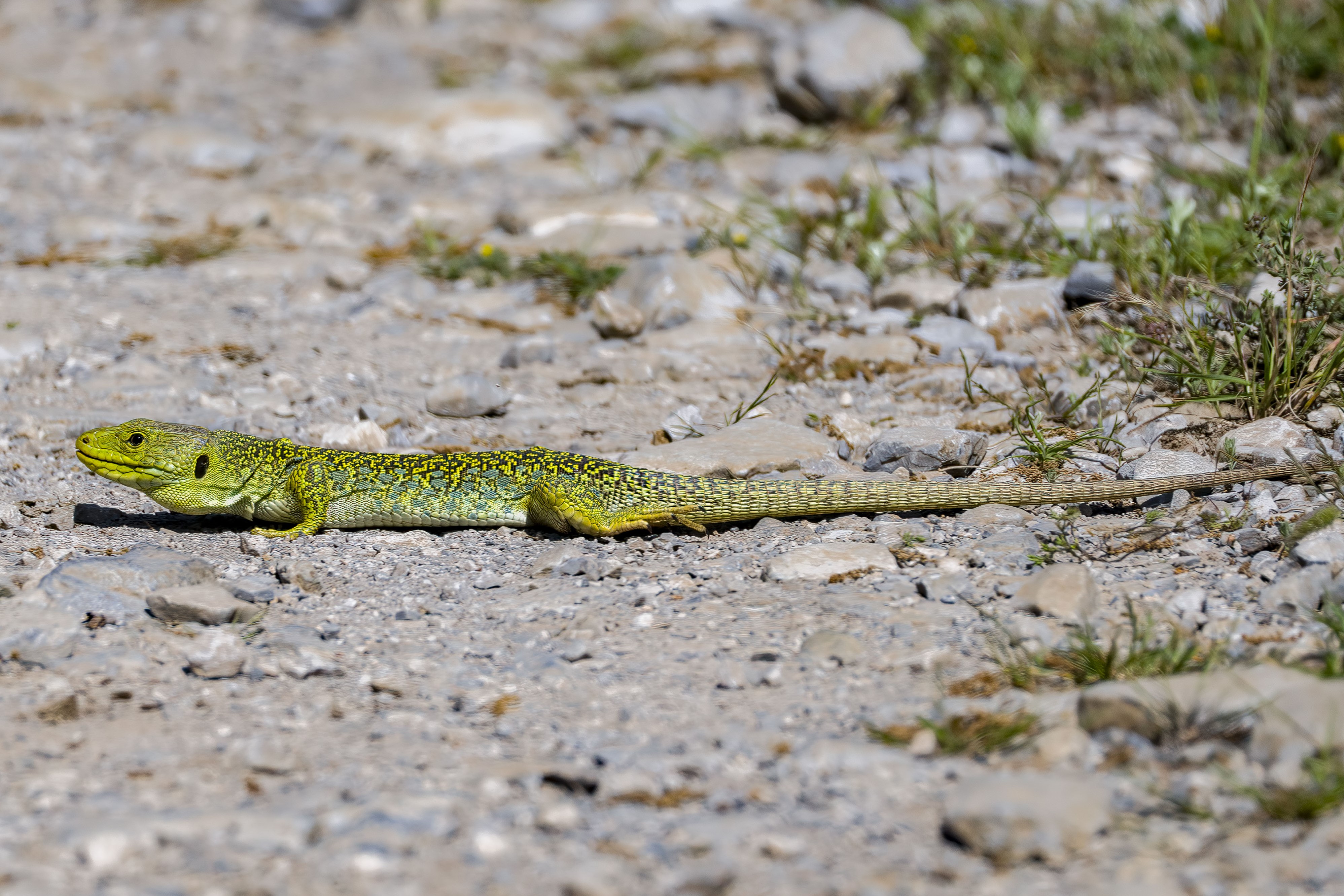 Thumbnail 6 Timon lepidus