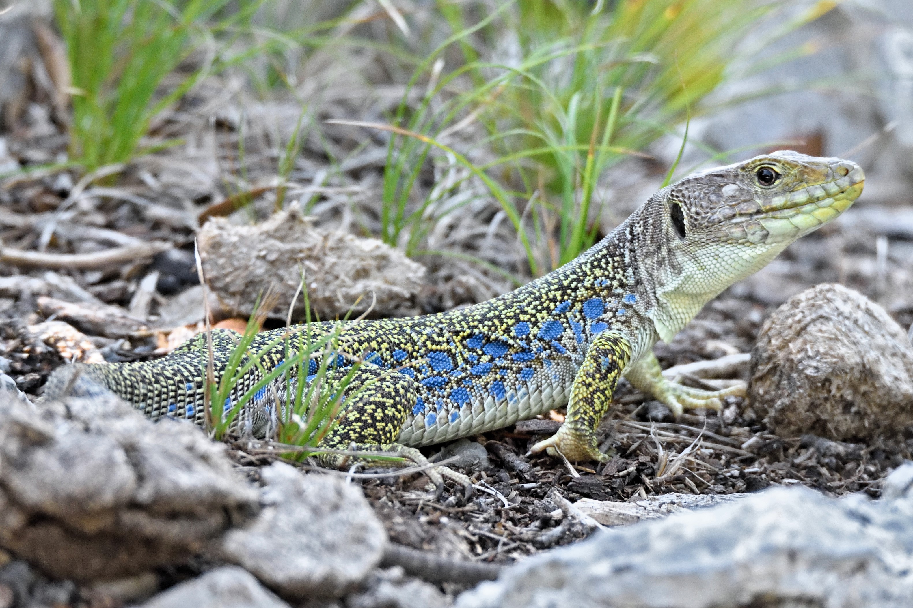 Thumbnail 9 Timon lepidus