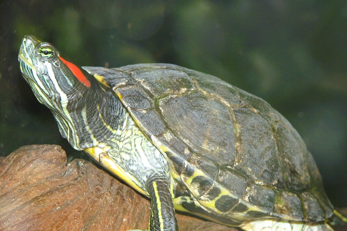 Trachemys scripta elegans