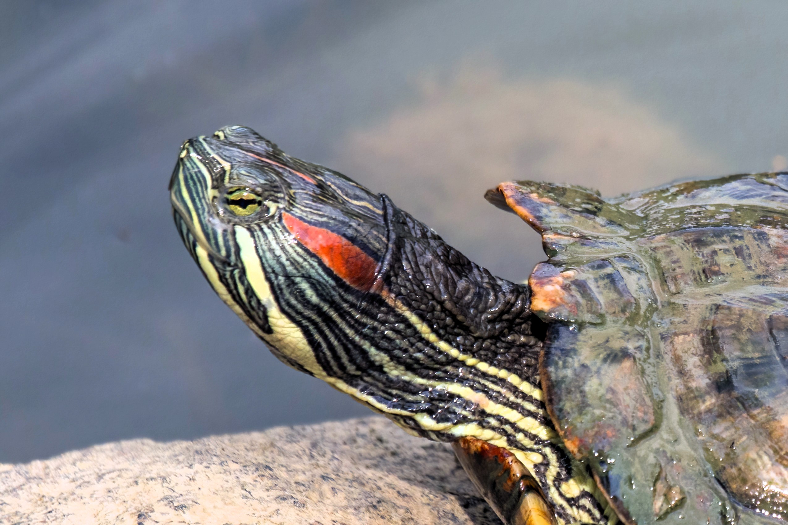 Thumbnail 2 Trachemys scripta elegans