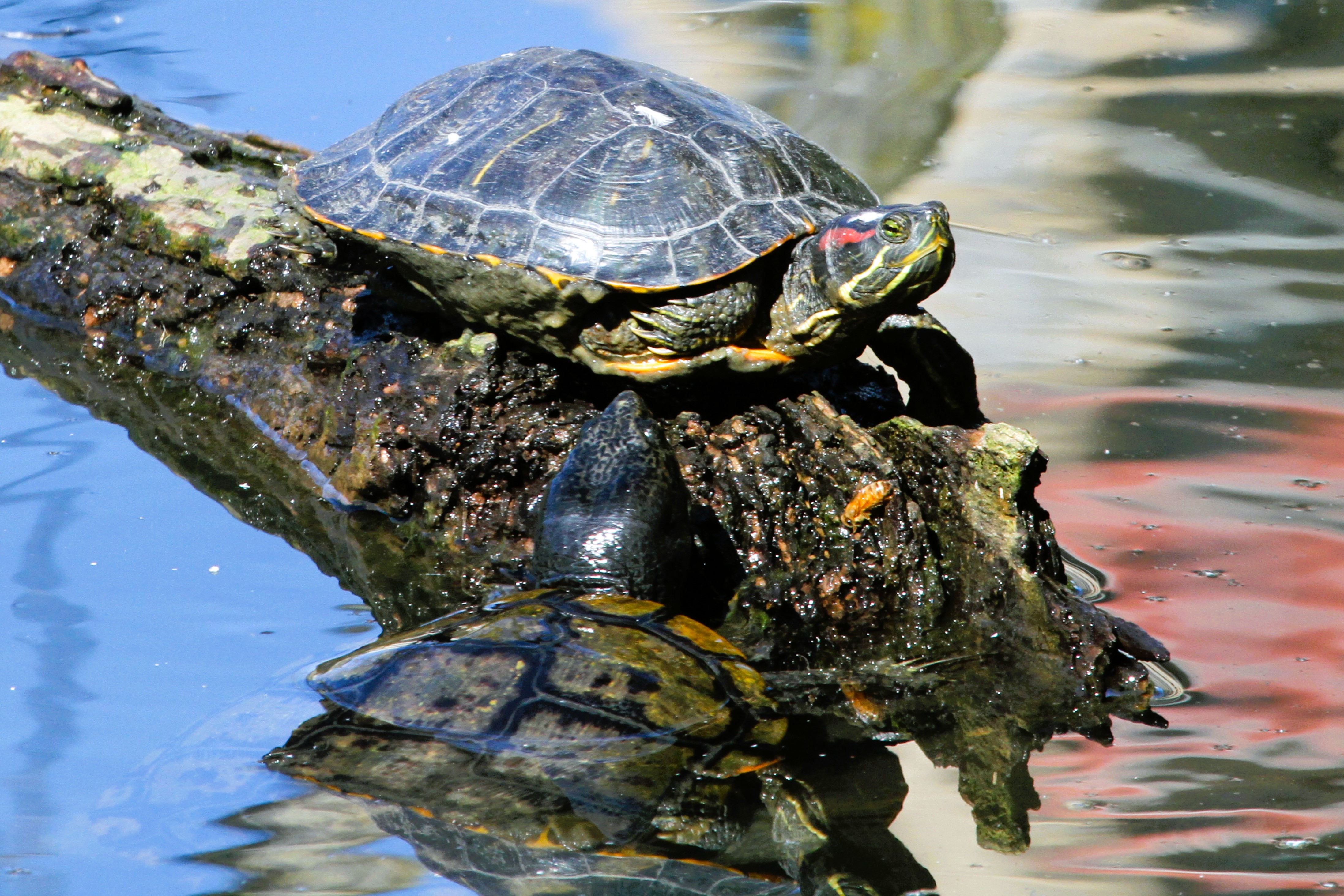 Thumbnail 5 Trachemys scripta elegans