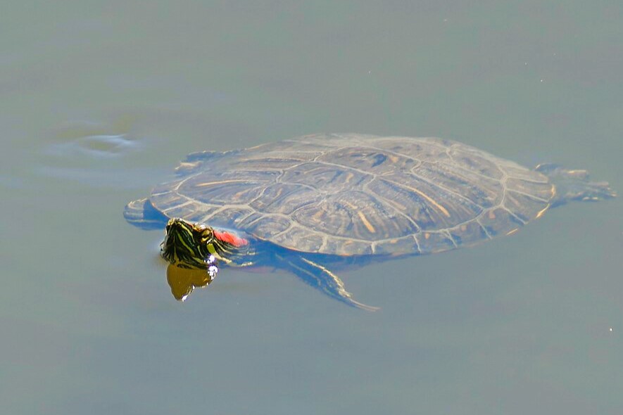 Thumbnail 6 Trachemys scripta elegans