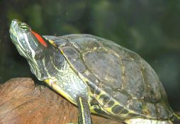 Trachemys scripta elegans