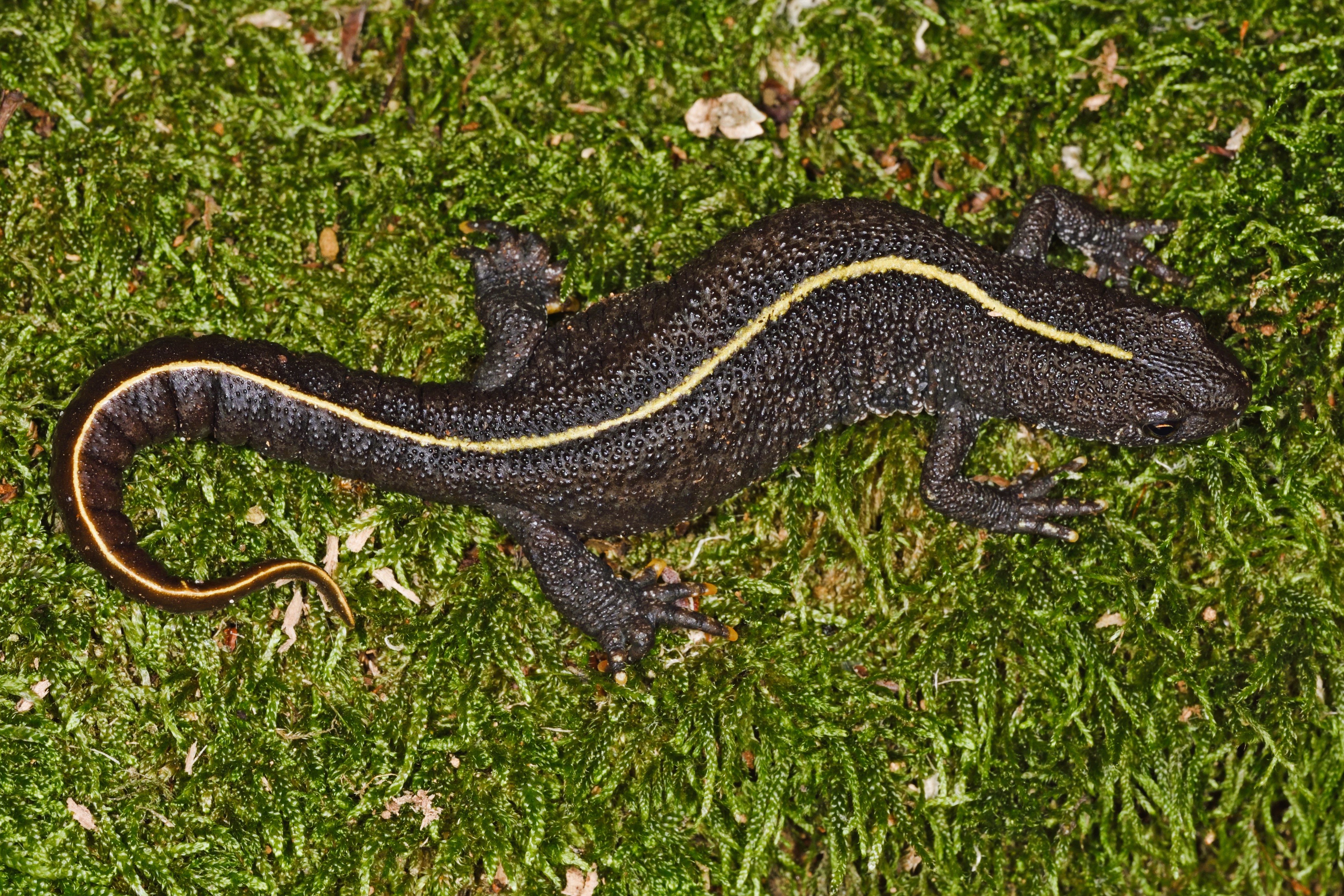 Thumbnail 2 Triturus carnifex