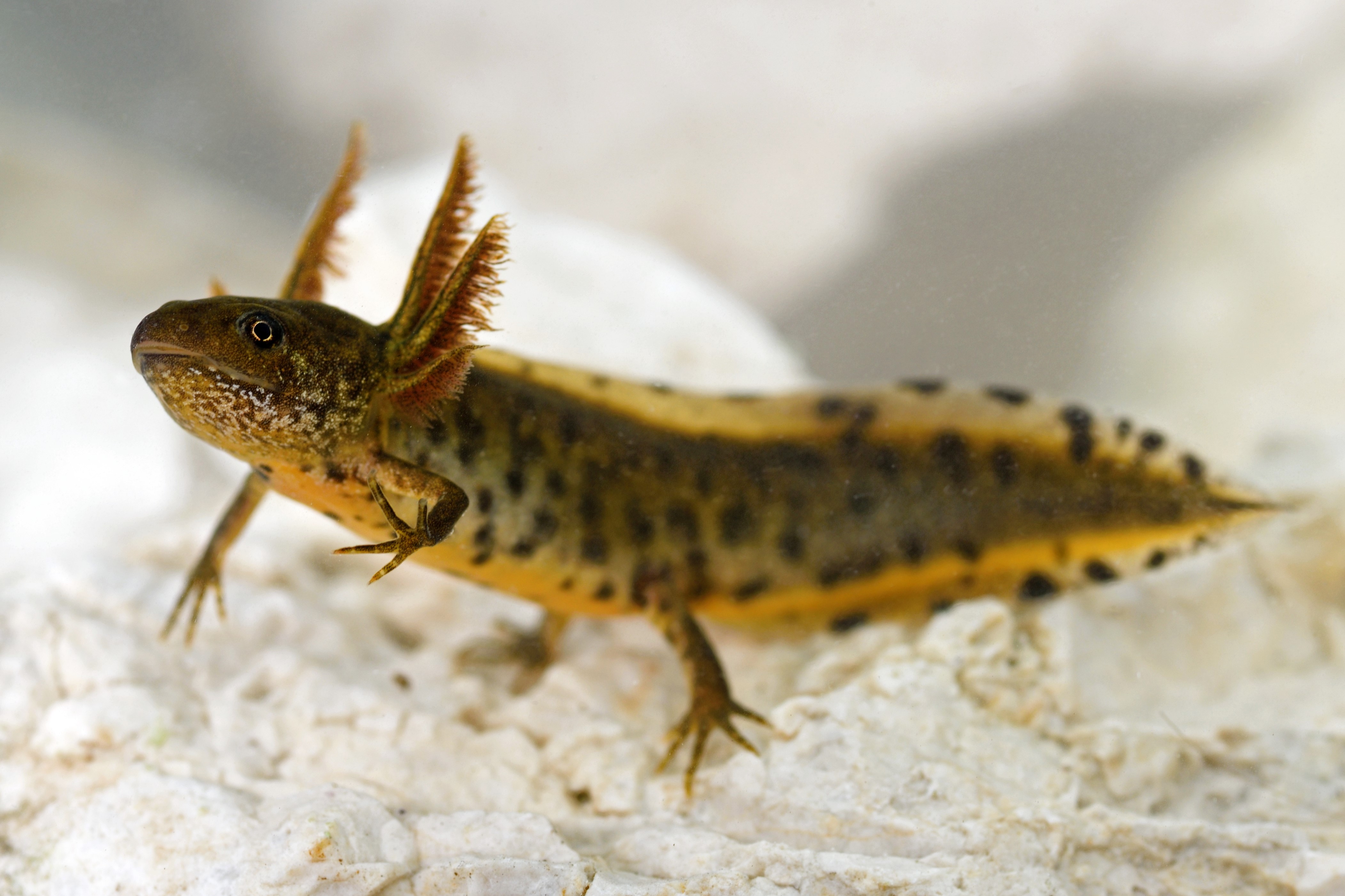 Thumbnail 4 Triturus carnifex