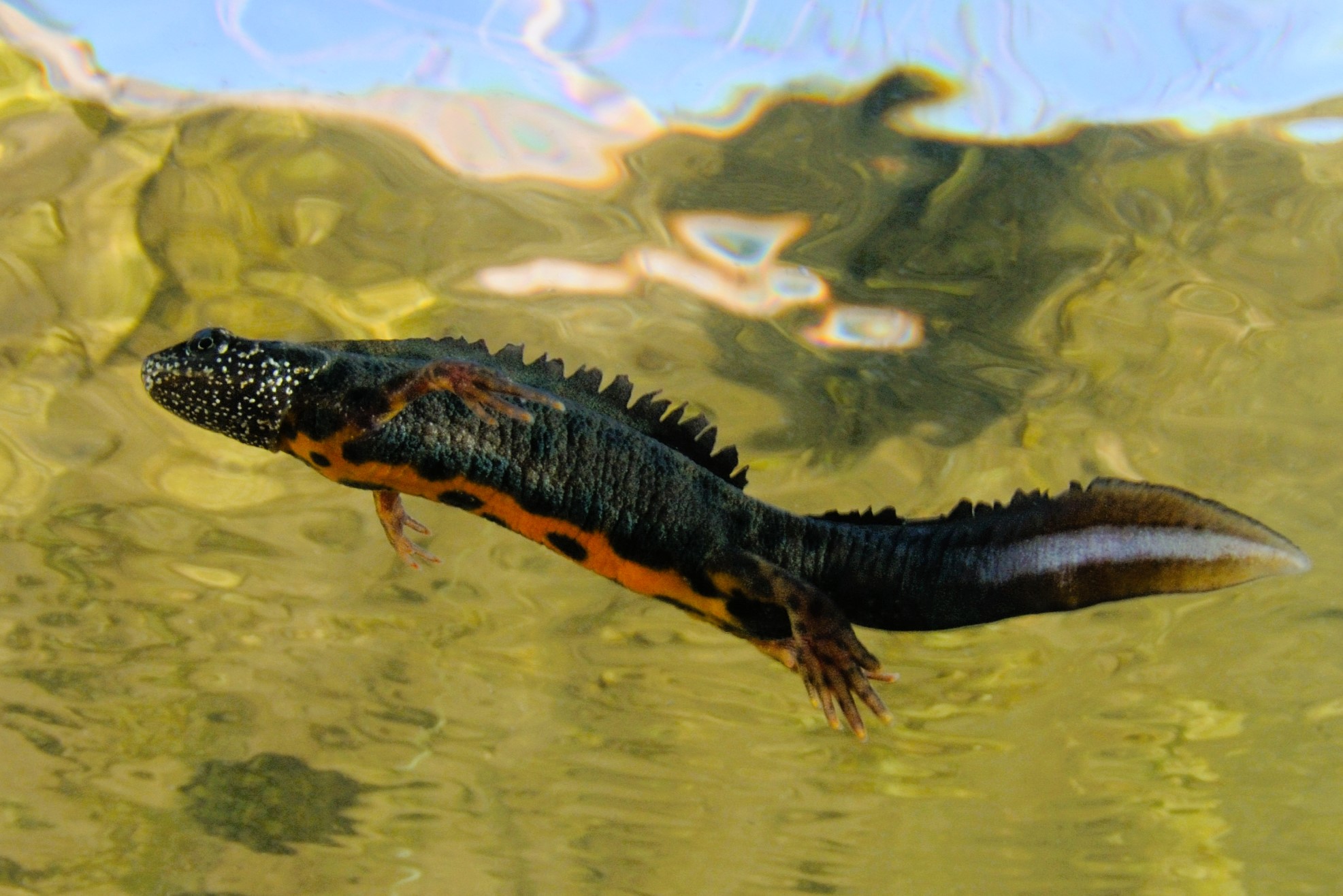 Thumbnail 5 Triturus carnifex