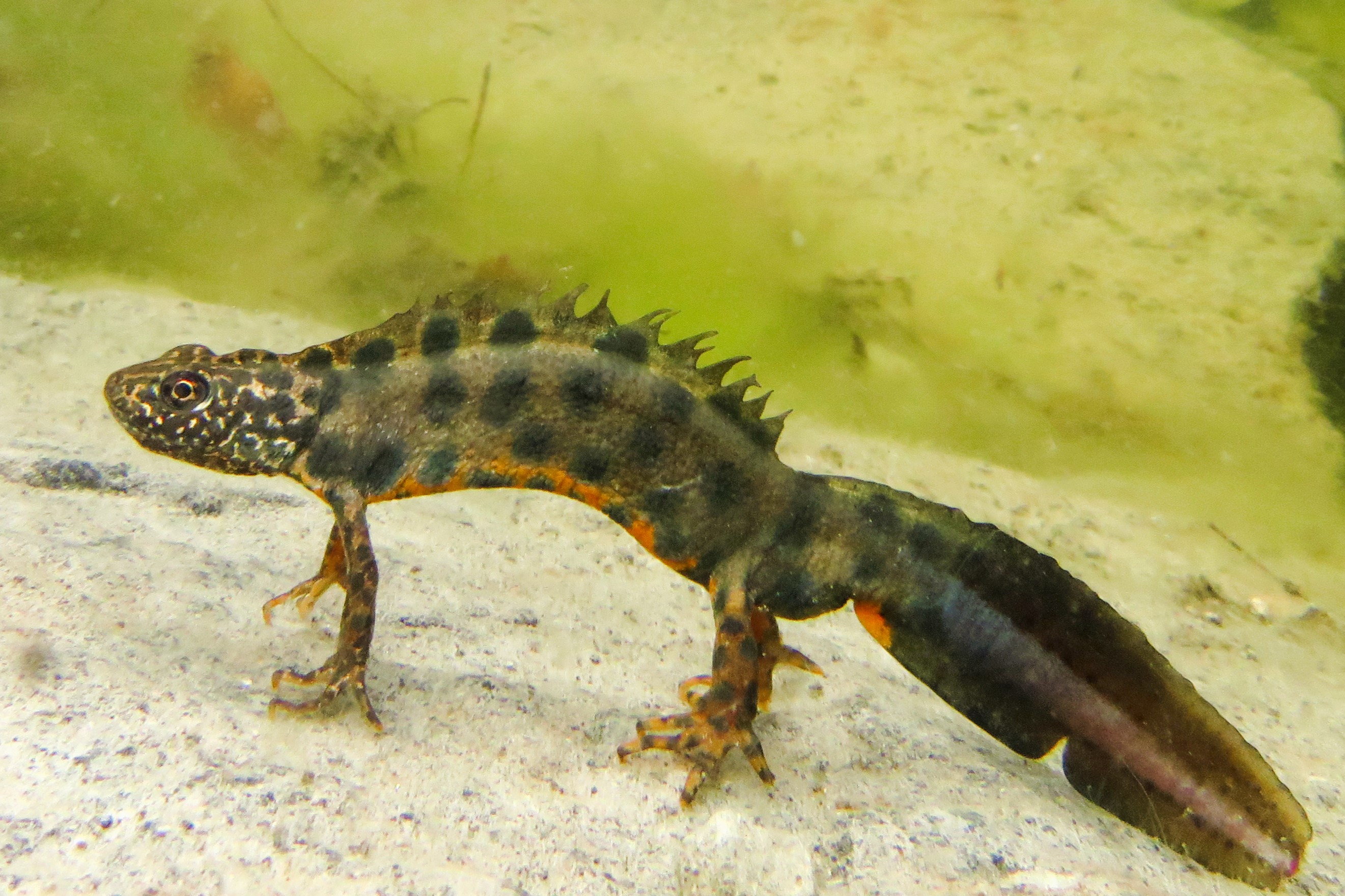 Thumbnail 8 Triturus carnifex