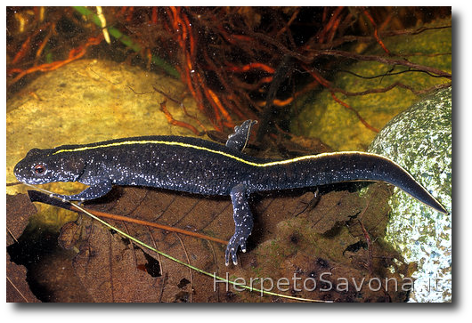 Thumbnail 10 Triturus carnifex