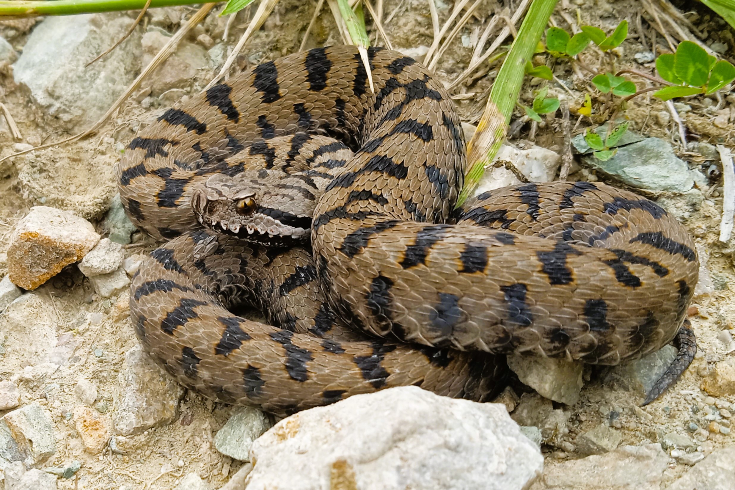 Thumbnail 2 Vipera aspis