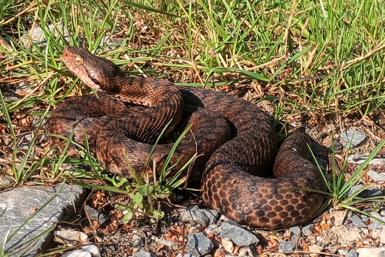 Thumbnail 7 Vipera aspis