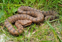 Vipera aspis