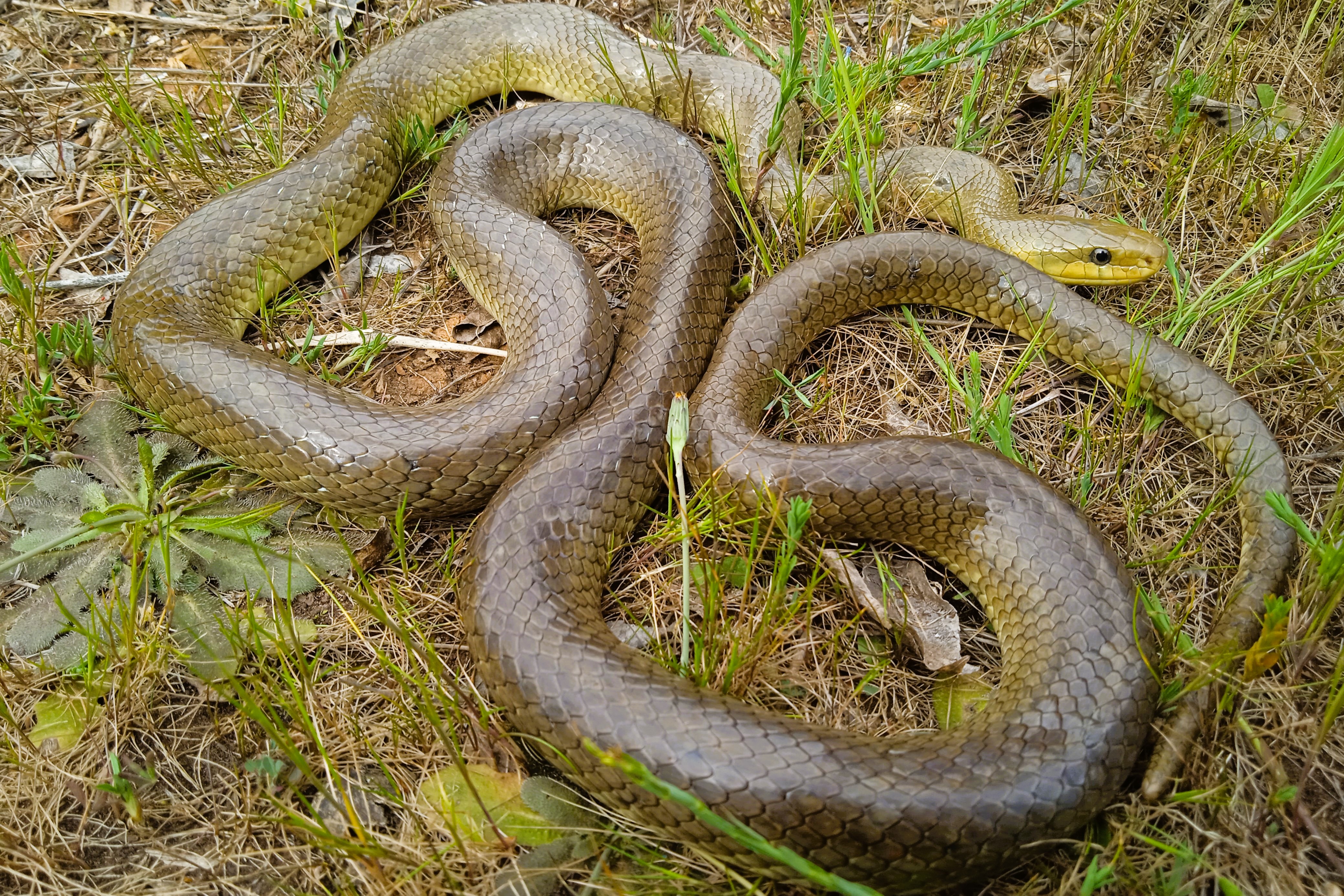 Thumbnail 2 Zamenis longissimus