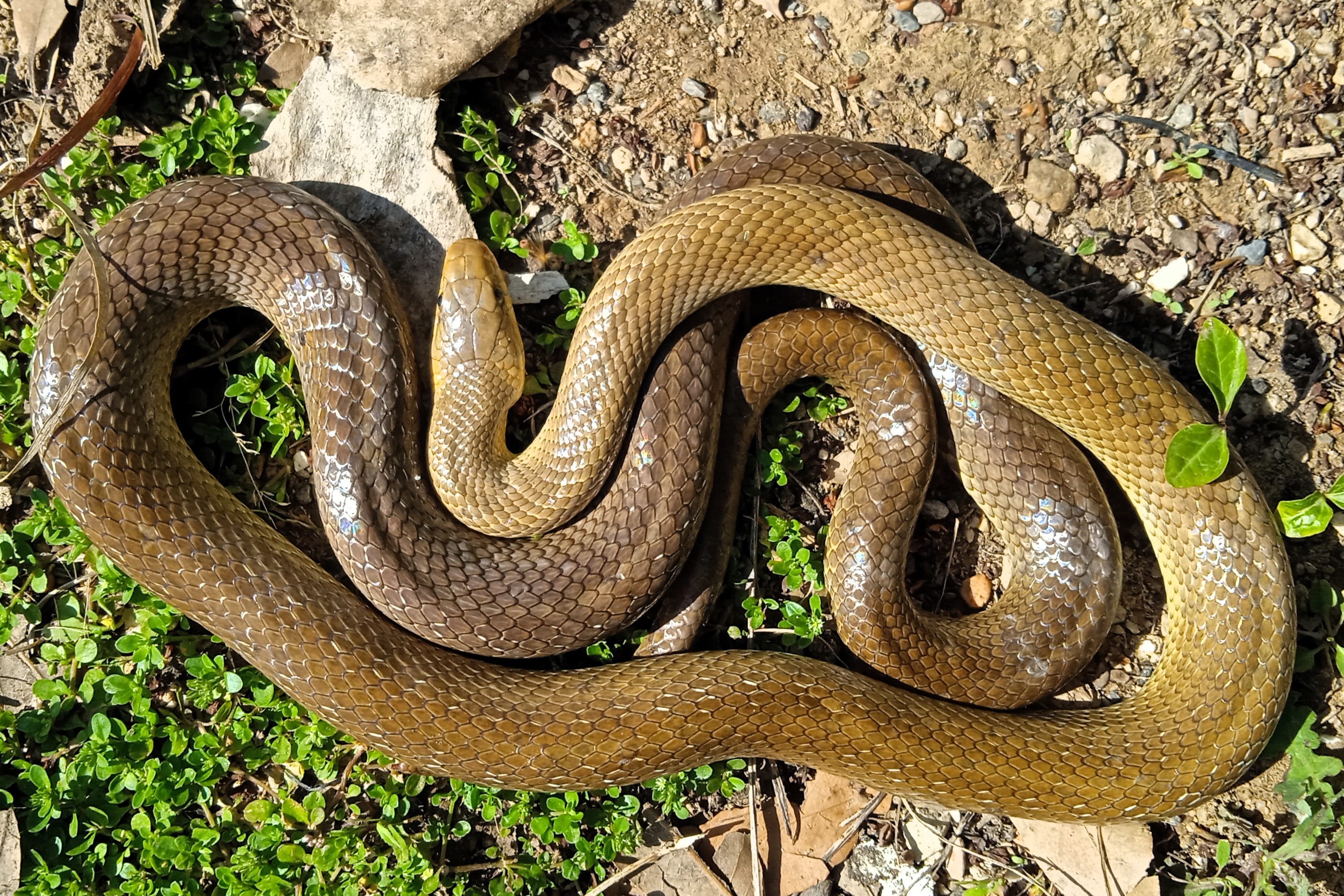 Thumbnail 6 Zamenis longissimus