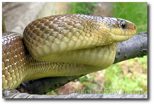 Thumbnail 7 Zamenis longissimus