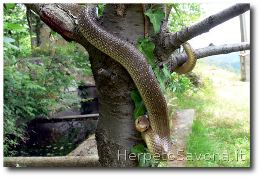 Thumbnail 9 Zamenis longissimus