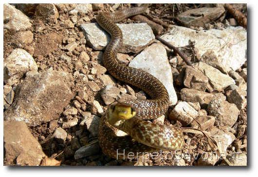 Thumbnail 10 Zamenis longissimus